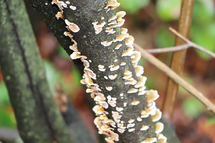 coastal forest in the rain shadow