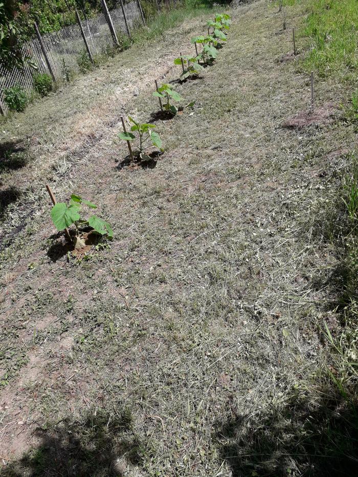 Paulownia Tomentosa transplants