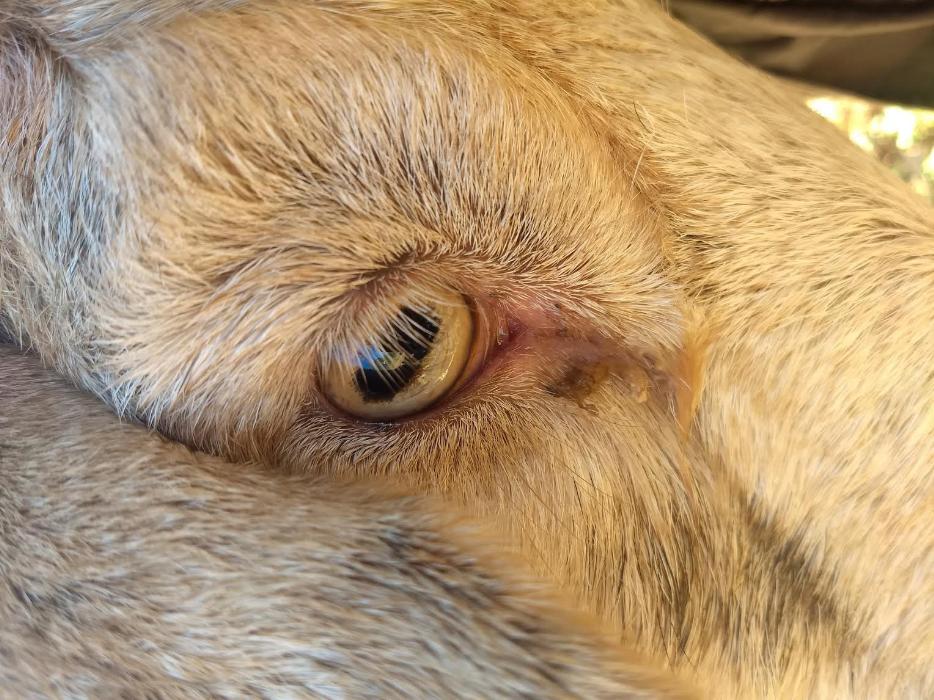 Strange goat eye issue