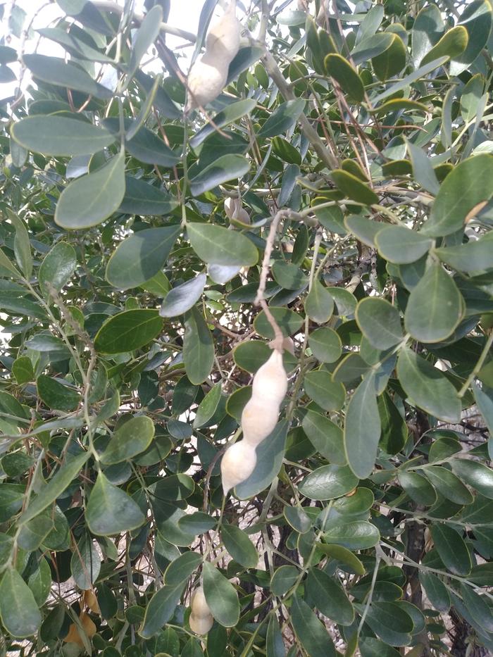 mescal bean tree