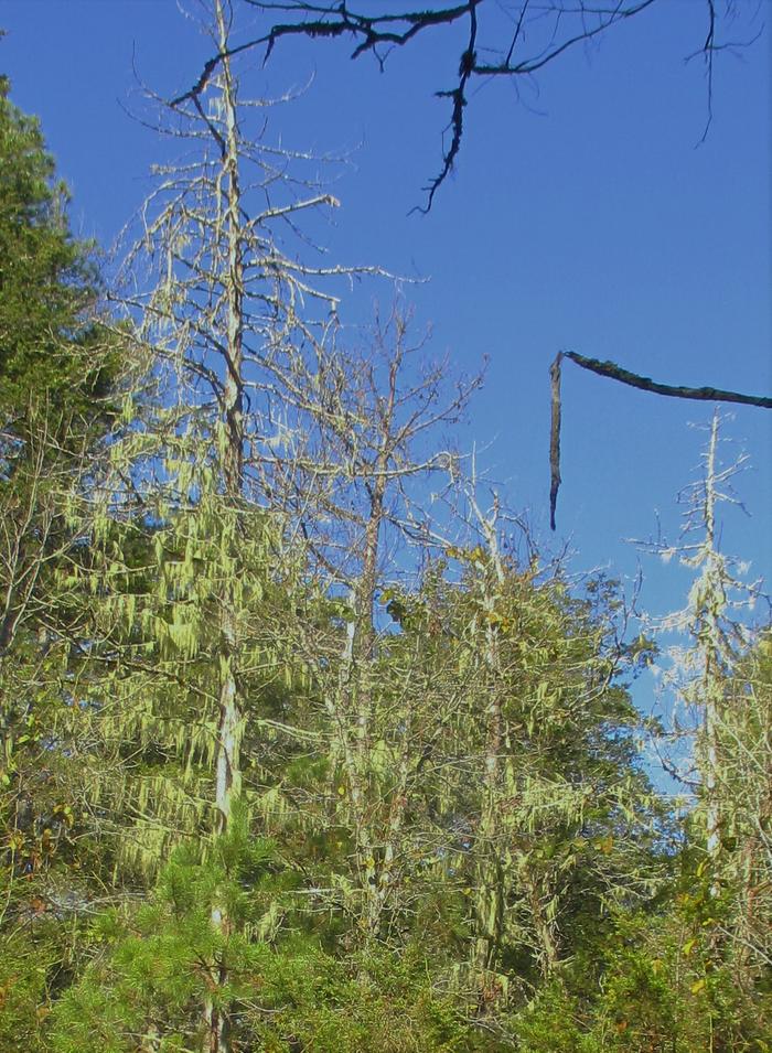 Bearded Lichen (Usnea longissima Ach.), old man's beard