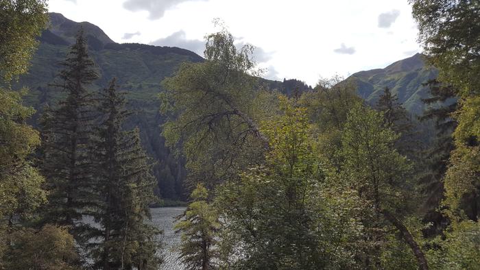 forest and lake