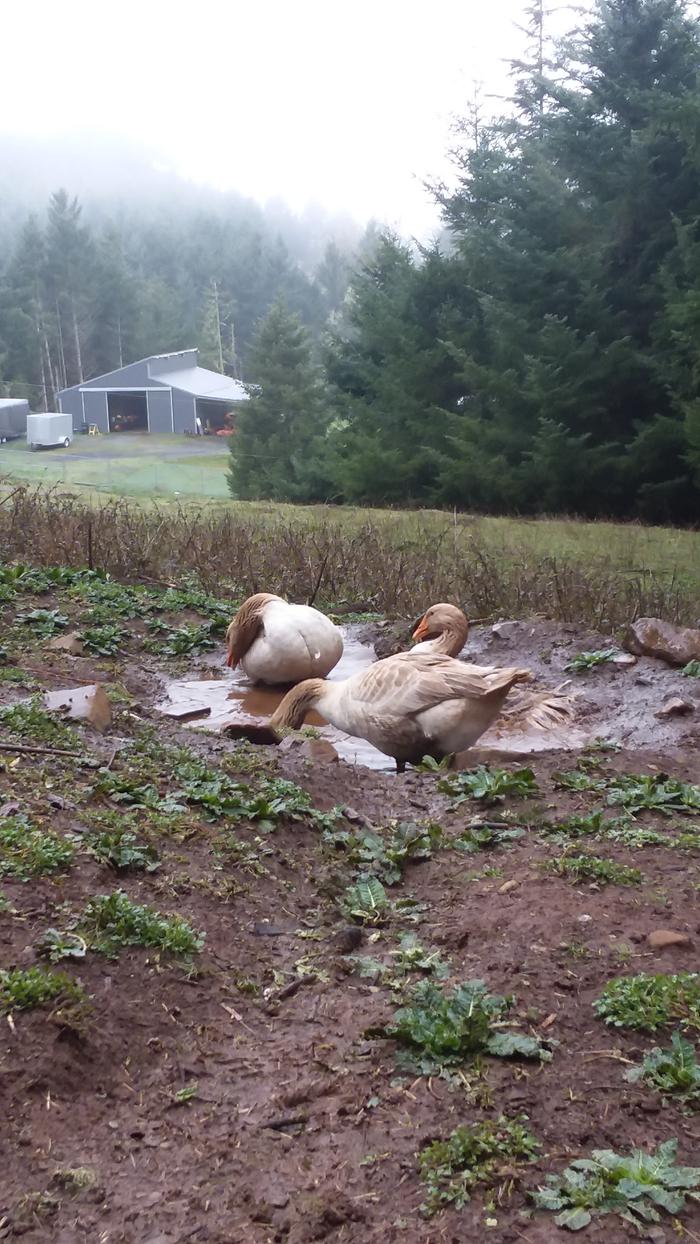 Some of the geese enjoying their mud puddle