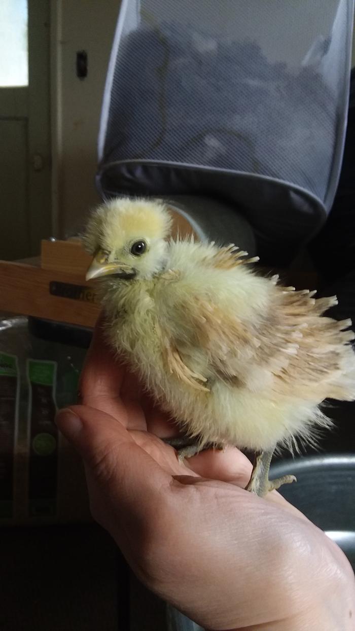 One of my daughter's chicks from our first hatch of the year