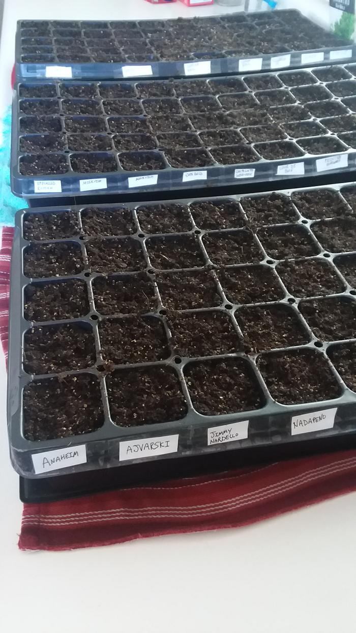 Seed trays