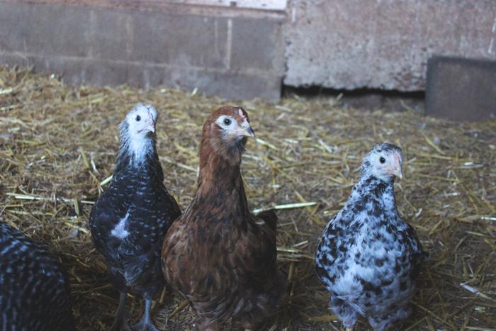 Some of the juvenile cockerels