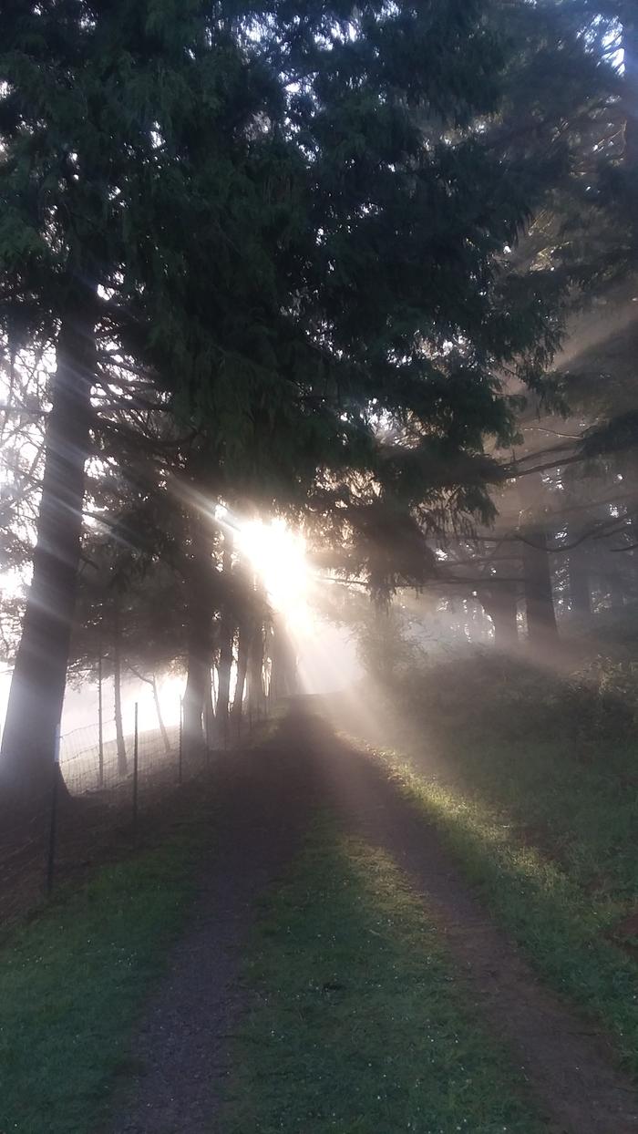 A pretty morning on my walk to the barn