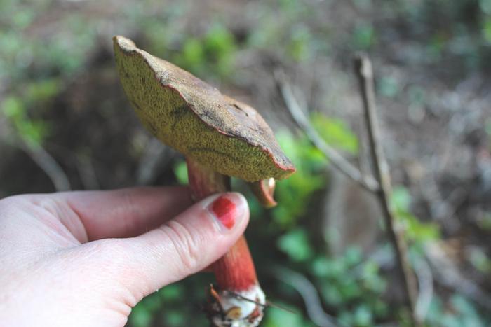 Bolette Mushroom