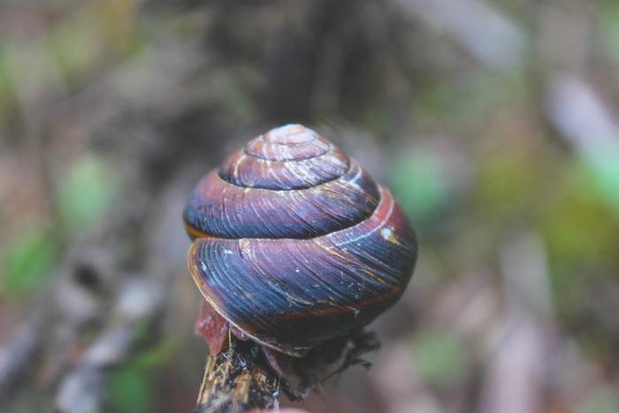 A rather pretty snail