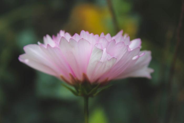 Volunteer cosmos