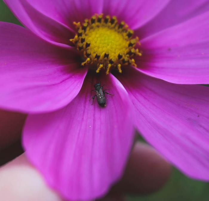 Native bee sleeping on a cosmo