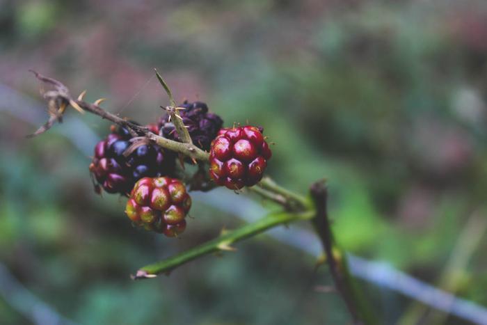 Blackberries, in various stages of ripeness