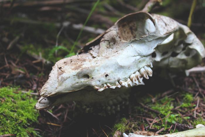 A button buck skull I found hiking while hiking in the woods