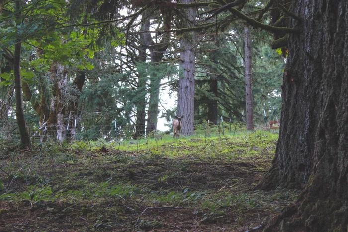 And a living deer, also found while hiking in the woods