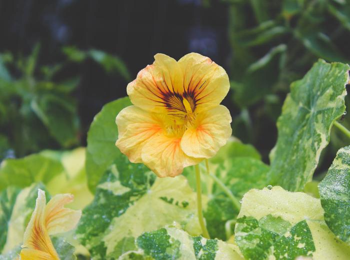 Nasturtium