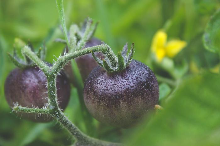 Wagner's Blue Green Tomatoes