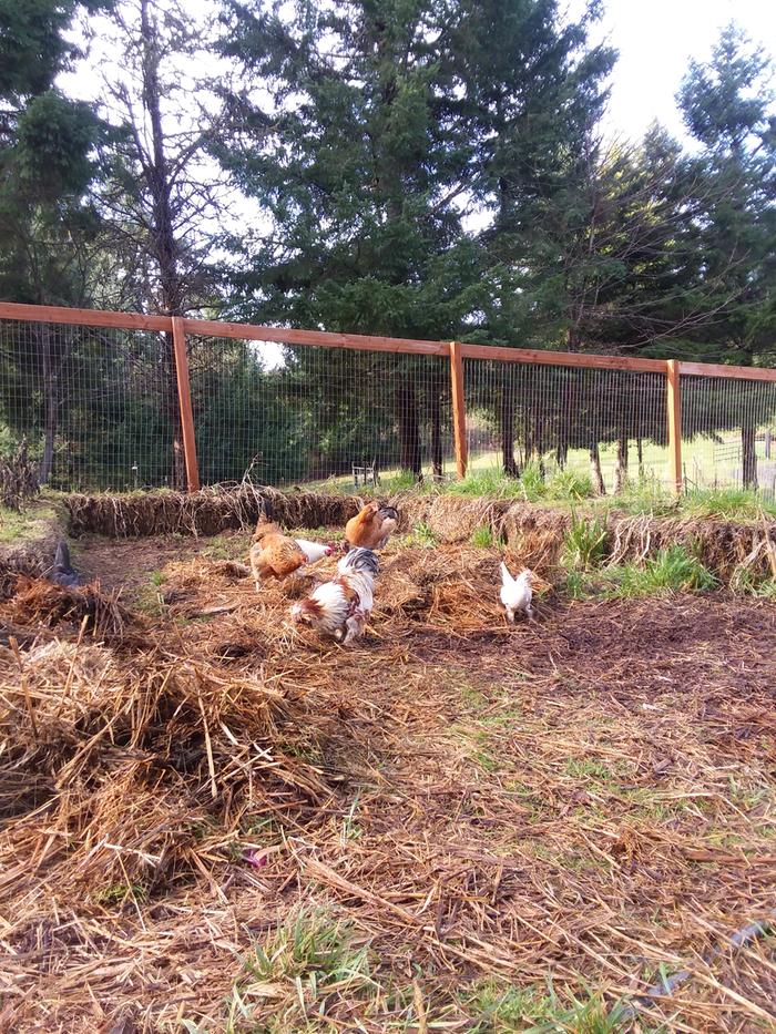 Chickens scratching through straw