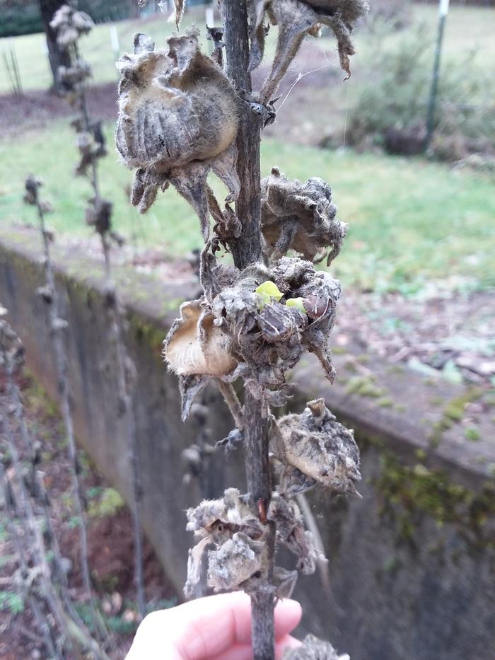 Hollyhock seeds sprouting