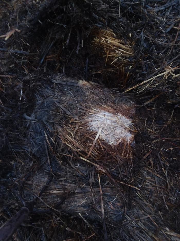 Mycelium in straw bales