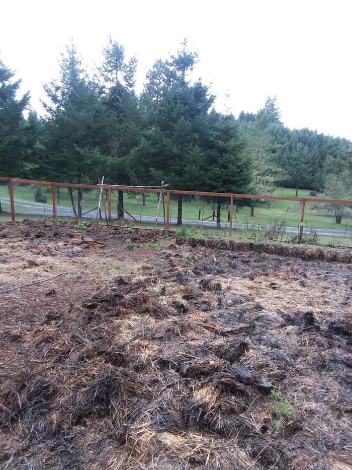 Garden buried in straw