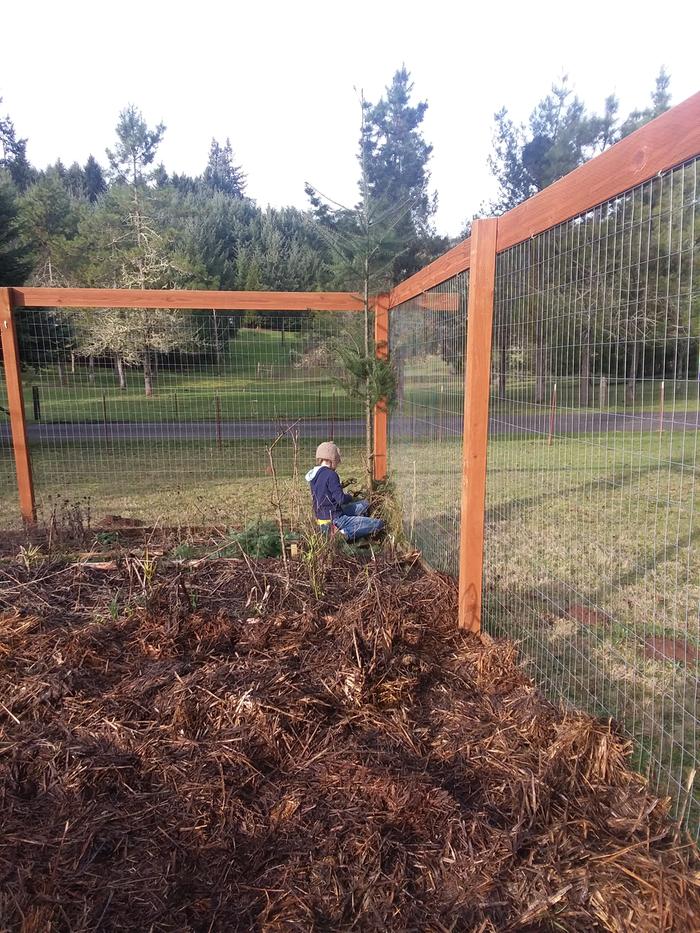 Eldest pruning for tree