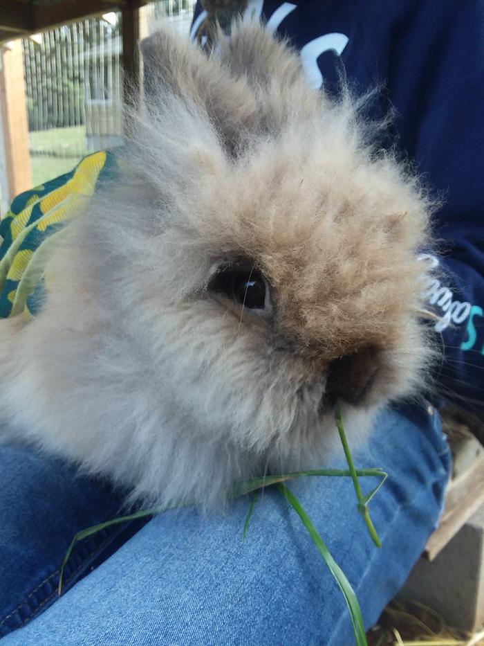 Rabbit enjoying fresh grass