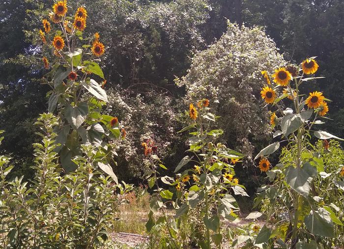 Sunflowers shading apple & peach trees