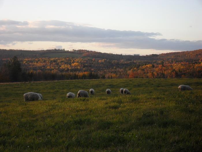 [Thumbnail for Sheep-Grazing-in-Fall.JPG]