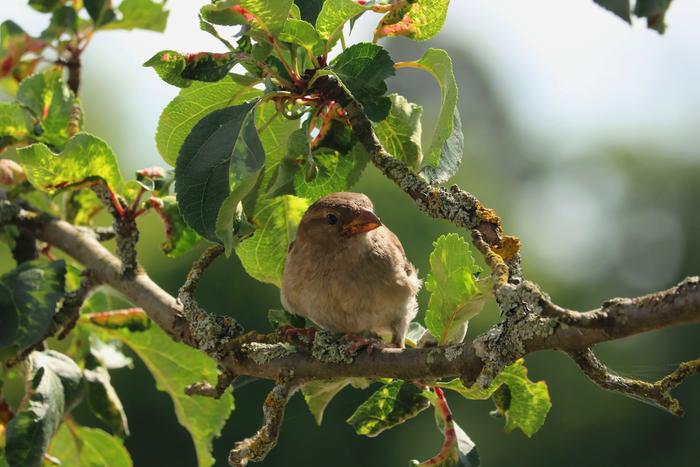 [Thumbnail for animal-avian-bird-158215.jpg]