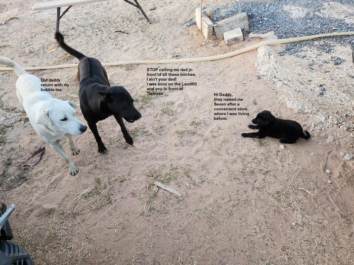 our Scallywagg Name: 7 from eleven. Former stray dog and now the center of chaos on the farm. 