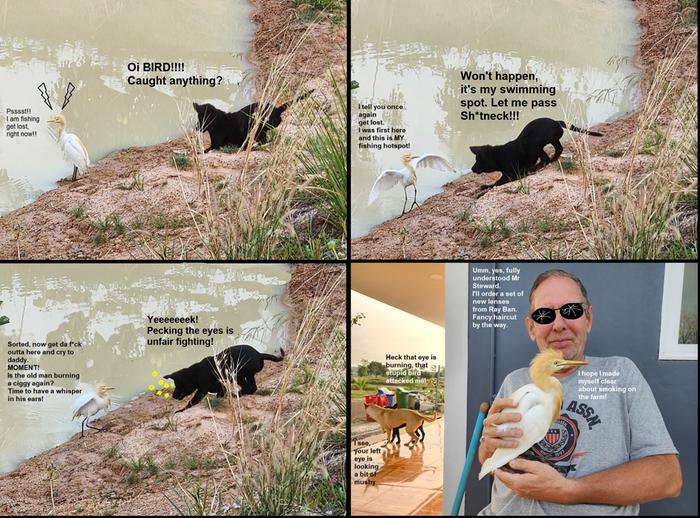 Rod Steward the cattle heron. Our lake is so full of shrimps that he lost all fear and claims his part of the farm