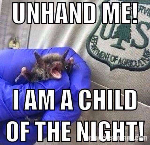 [Thumbnail for Bat-unhand-me-I-am-a-child-of-the-night.jpg]