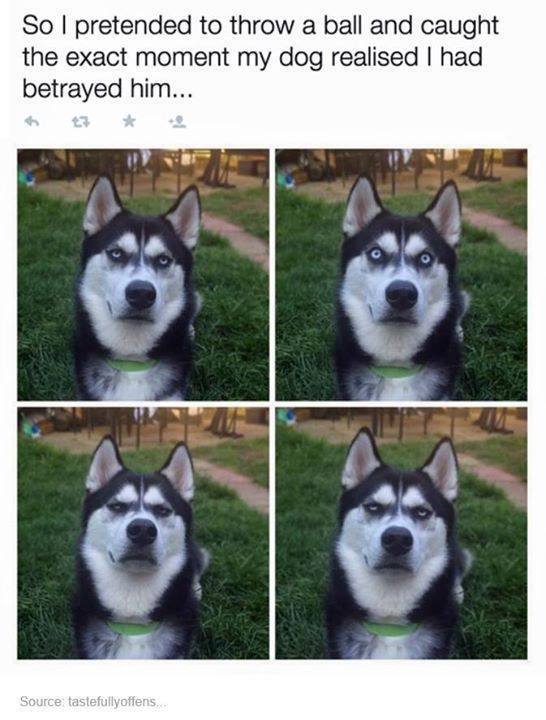 [Thumbnail for Dog-Husky-fake-ball-throw.jpg]