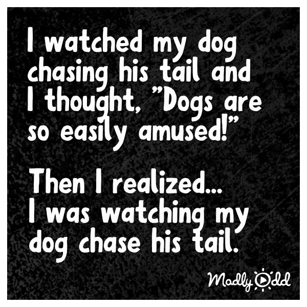 [Thumbnail for dogs-are-easily-amused-caught-myself-watching-dog-chase-its-tail.png]