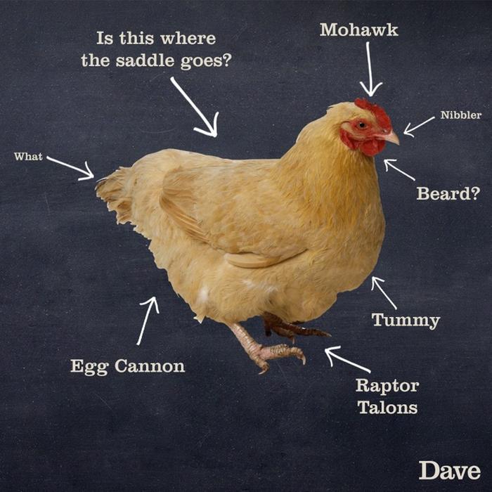 Dave