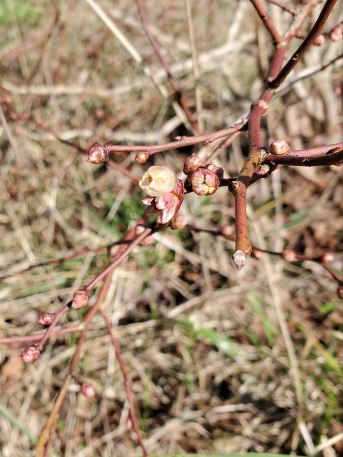 Blueberry flowers in January