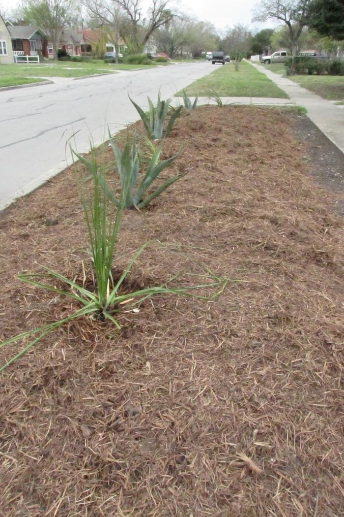 Sotol, Red Yucca, and Agave in xeriscape