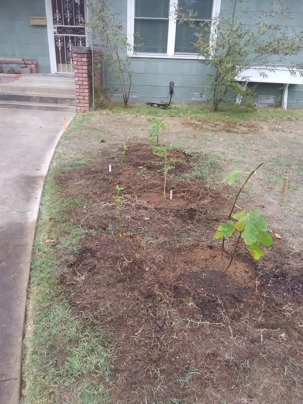 Food forest beginning