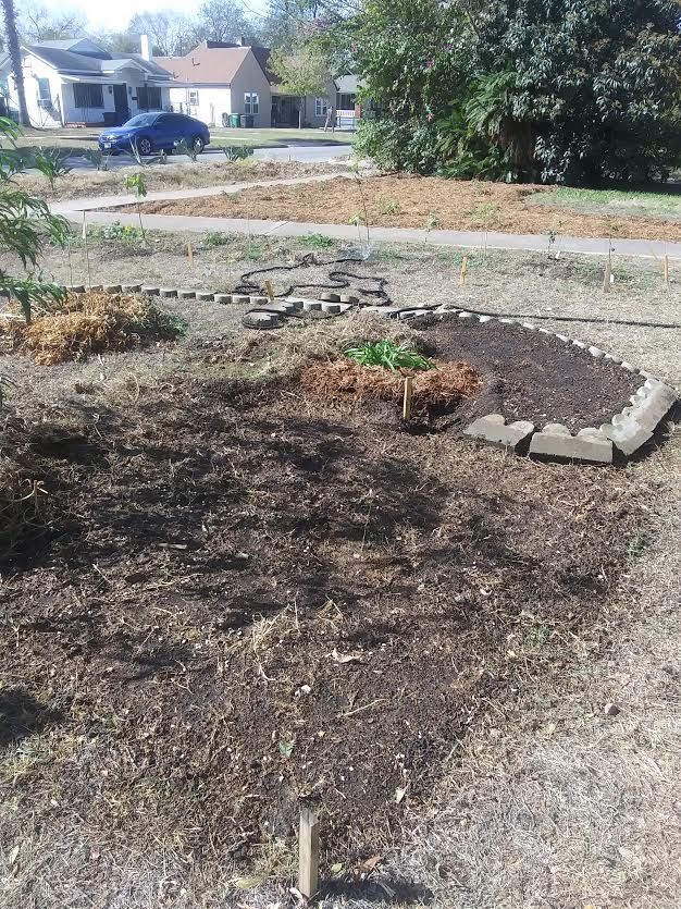 cover crop bed, Tawny Daylily, and annual vegetable bed