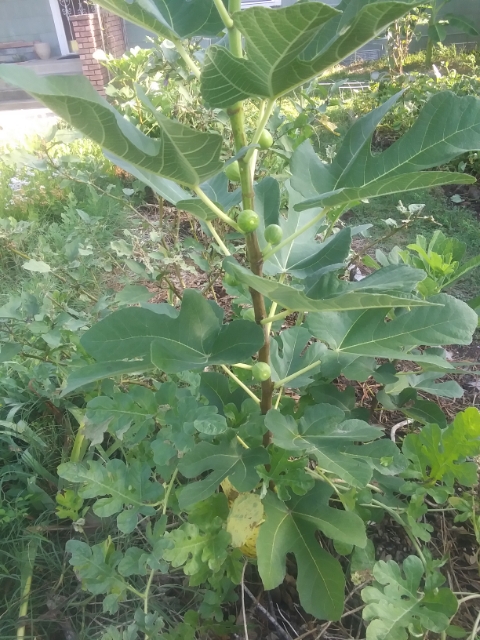 Fig covered in fruit