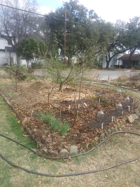 Spring veg central bed