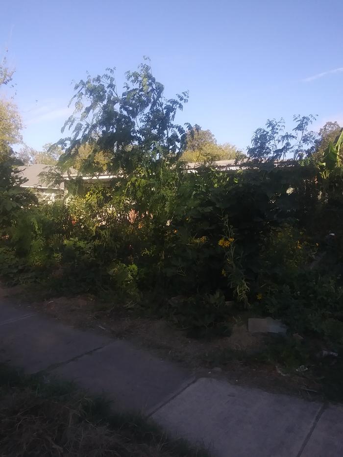 Food forest with moringa