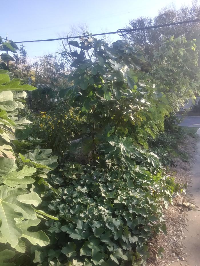 Food forest with sweet potato groundcover