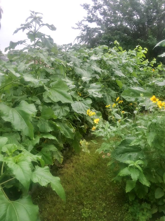 food forest path