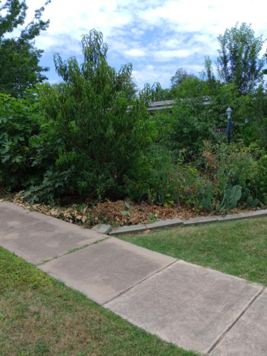 Food forest plants next to a concrete sidewalk in a permacultured back yard in San Antonio Texas