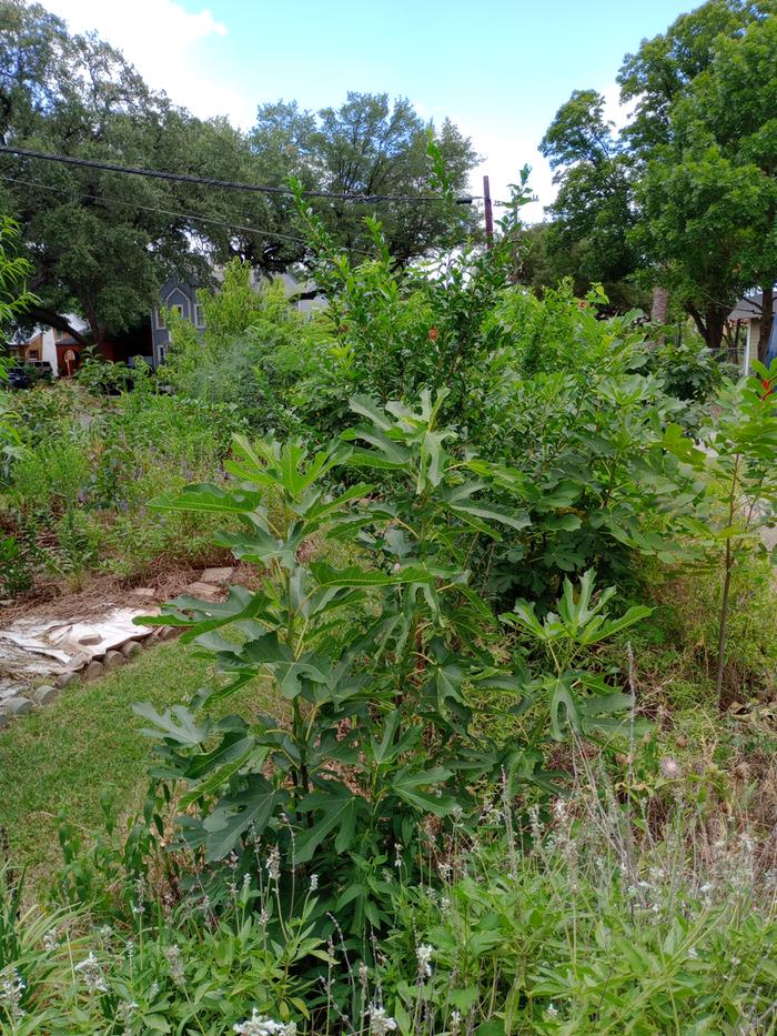 Bet you didn't know that permaculture could work so well in Texas. A young fig tree in a suburban food forest with a blue house in the background