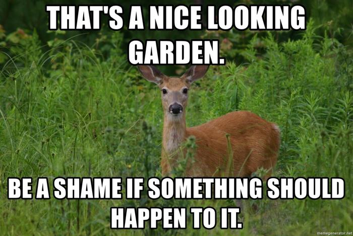 [Thumbnail for thumb-DeerMeme.jpg]