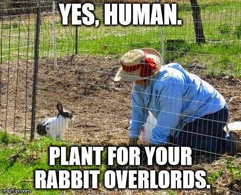 [Thumbnail for Yes-Human-Plant-For-Your-Rabbit-Overlords-Funny-Rabbit-Meme-Image.jpg]