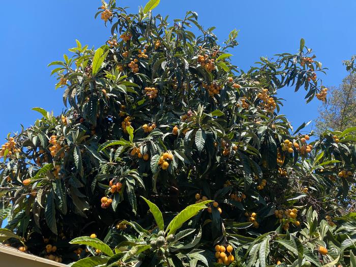 loquat tree in my yard groaning with fruit