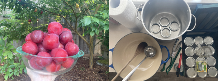 4 lbs of 'Beauty' plums / Canning equipment